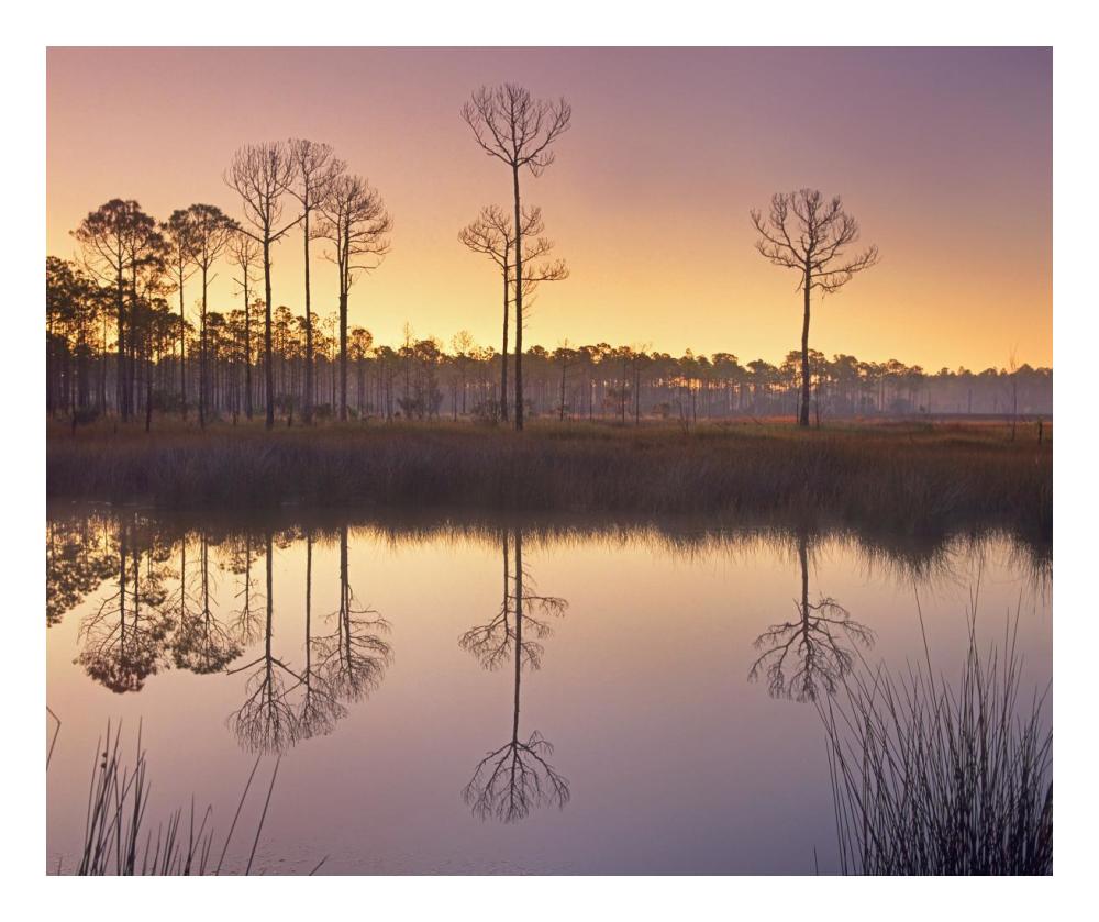 Pineland at Piney Point near Hagen's Cove, Florida-Paper Art-24"x20.04"