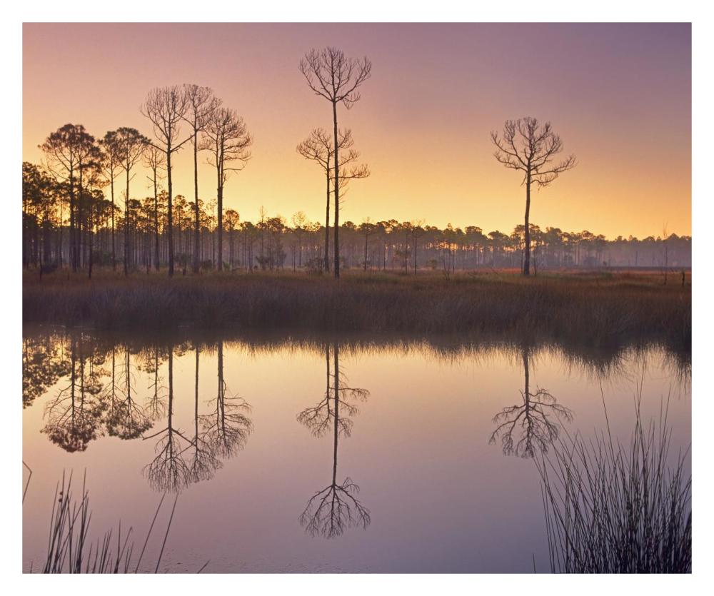 Pineland at Piney Point near Hagen's Cove, Florida-Paper Art-32"x26.6"