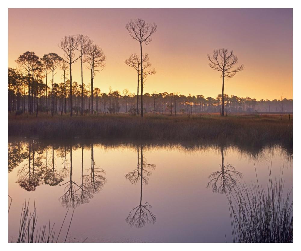 Pineland at Piney Point near Hagen's Cove, Florida-Paper Art-38"x31.52"