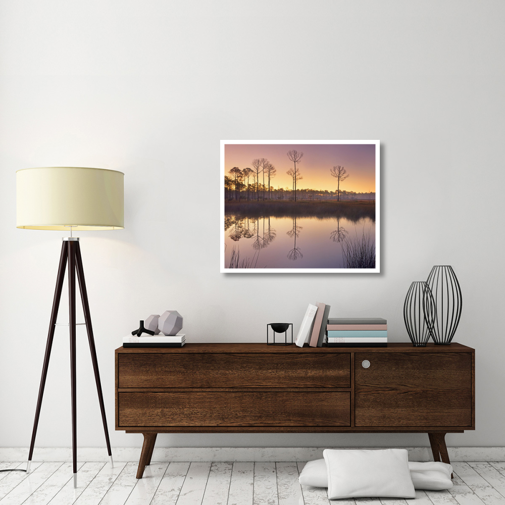 Pineland at Piney Point near Hagen's Cove, Florida-Paper Art-38&quotx31.52"