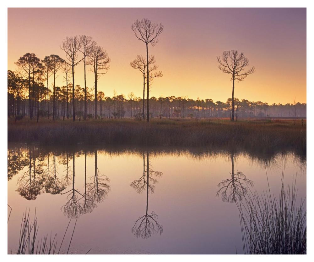 Pineland at Piney Point near Hagen's Cove, Florida-Paper Art-42"x34.8"