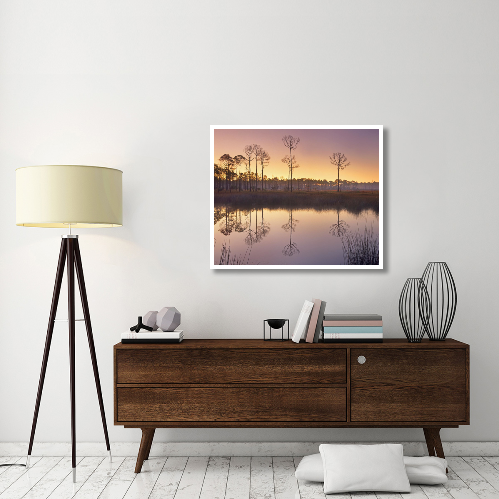 Pineland at Piney Point near Hagen's Cove, Florida-Paper Art-42&quotx34.8"
