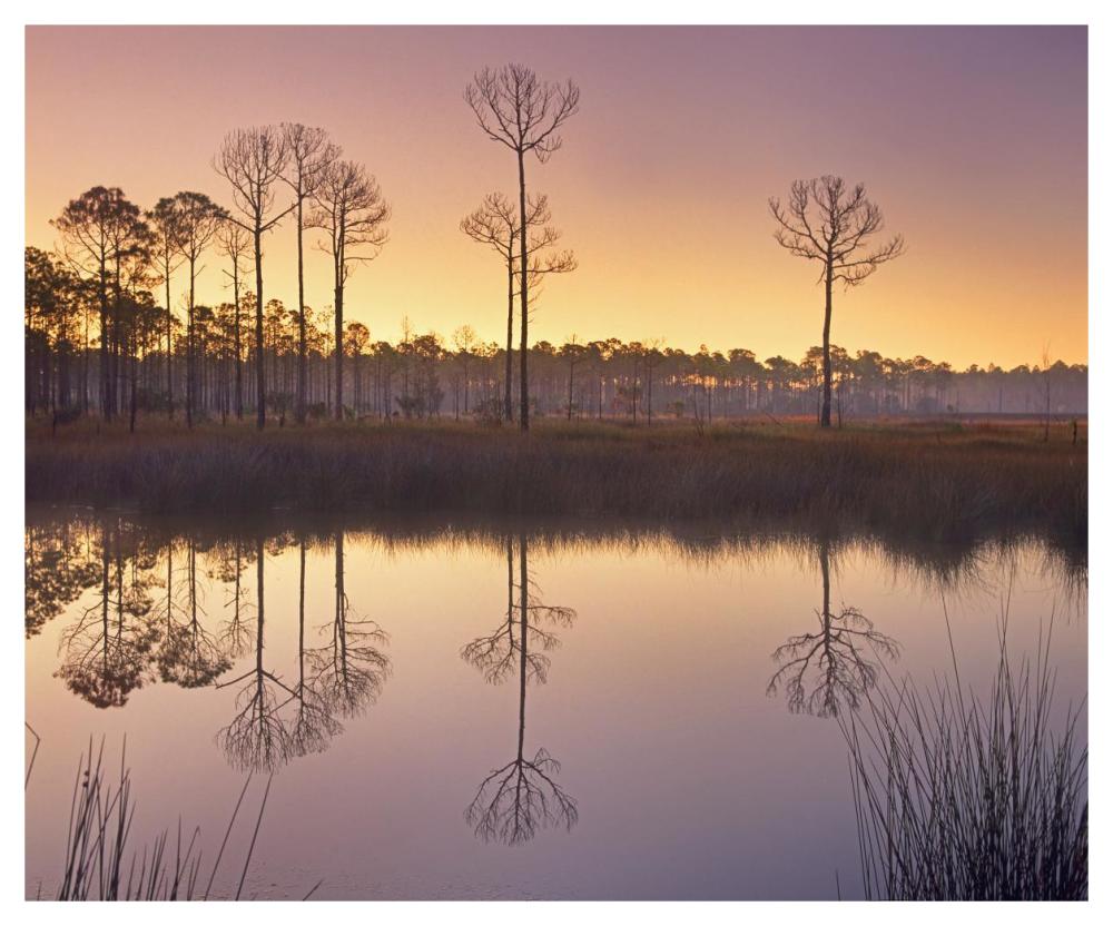 Pineland at Piney Point near Hagen's Cove, Florida-Paper Art-46"x38.08"