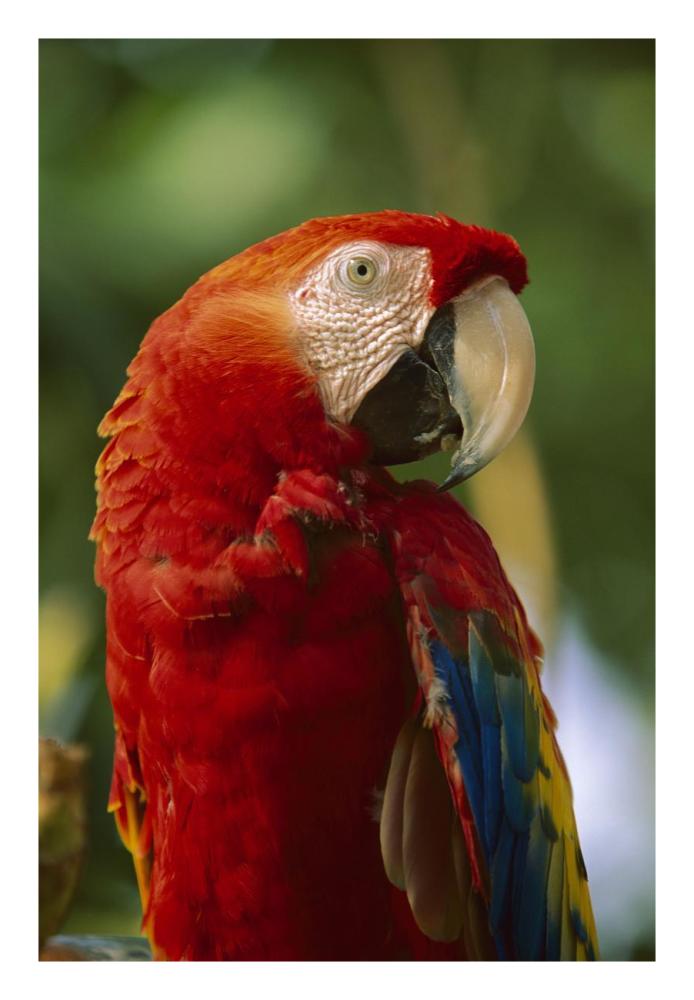 Scarlet Macaw, native to Central and South America-Paper Art-18"x26"