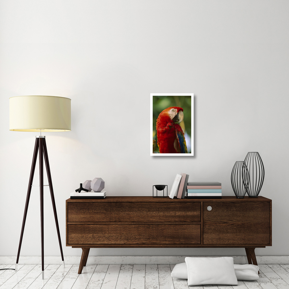 Scarlet Macaw, native to Central and South America-Paper Art-18&quotx26"