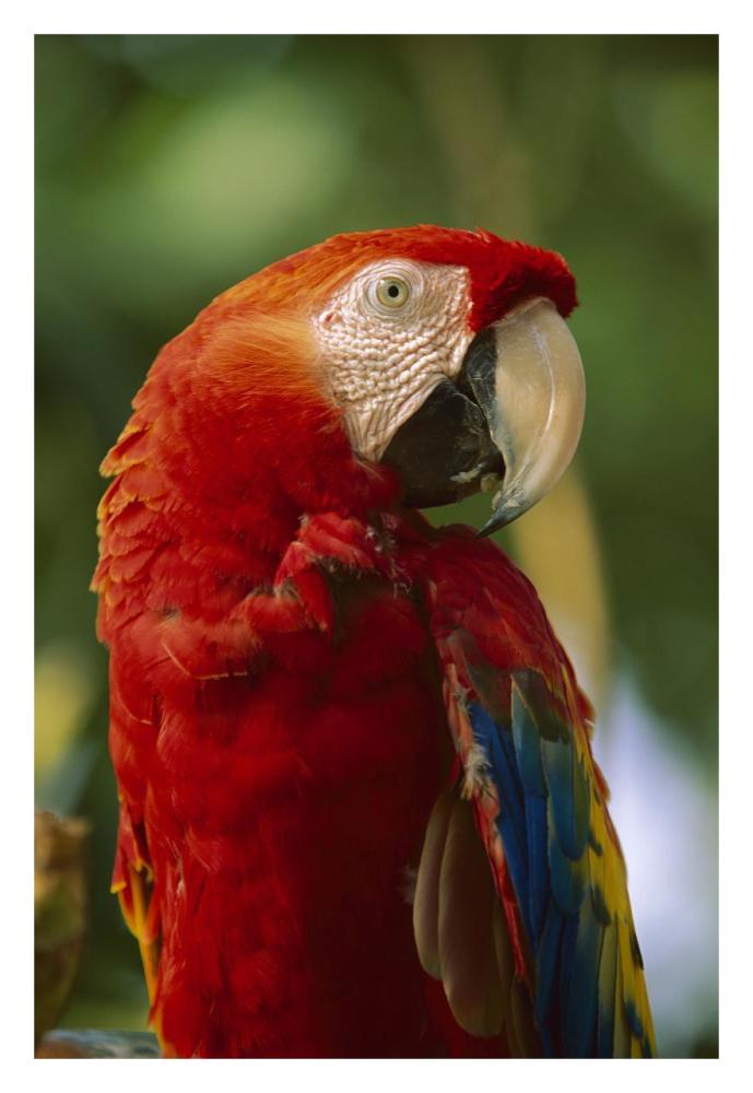Scarlet Macaw, native to Central and South America-Paper Art-22"x32"