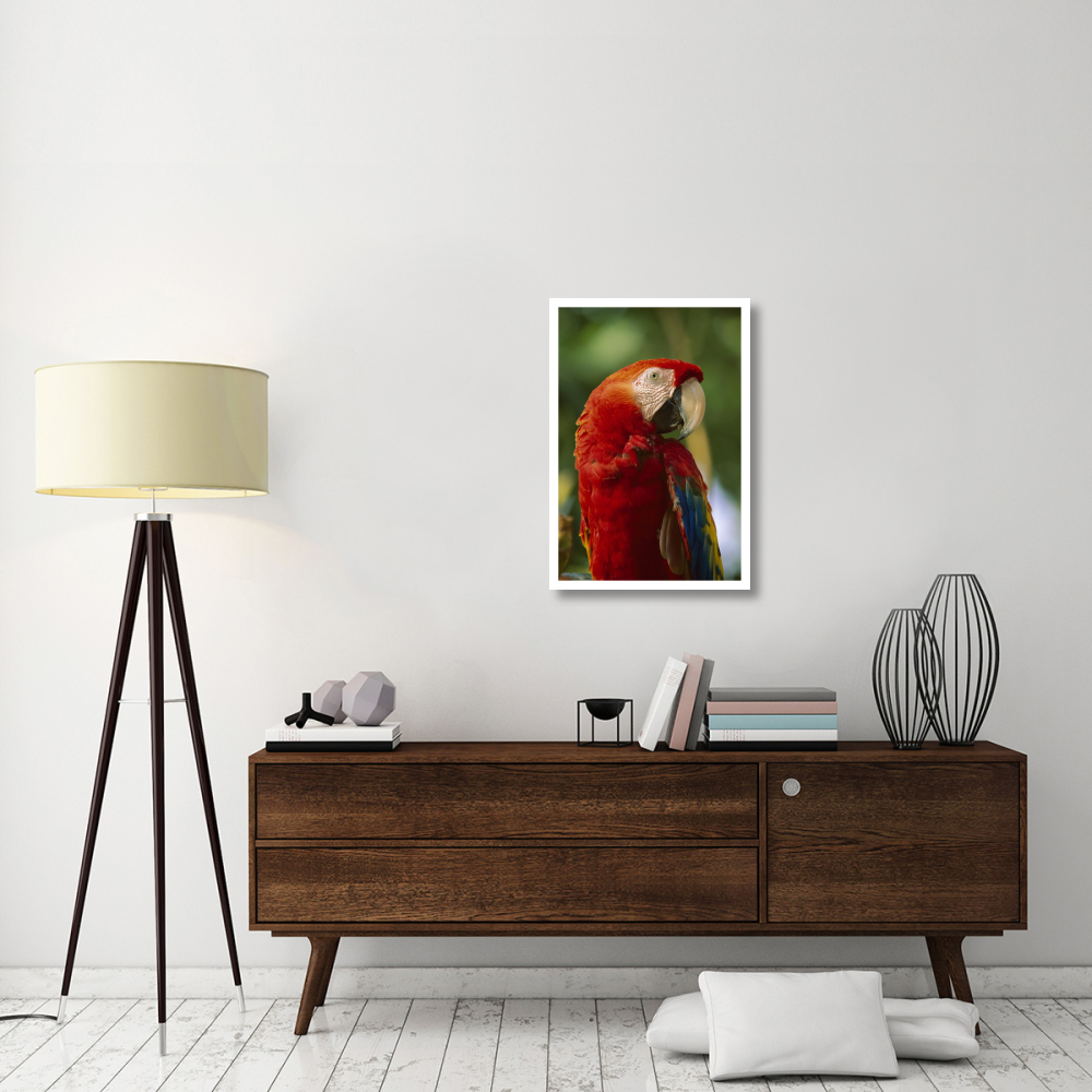 Scarlet Macaw, native to Central and South America-Paper Art-22&quotx32"