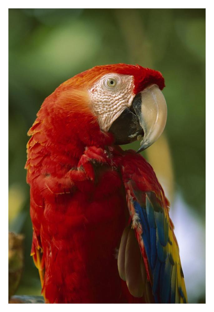 Scarlet Macaw, native to Central and South America-Paper Art-26"x38"