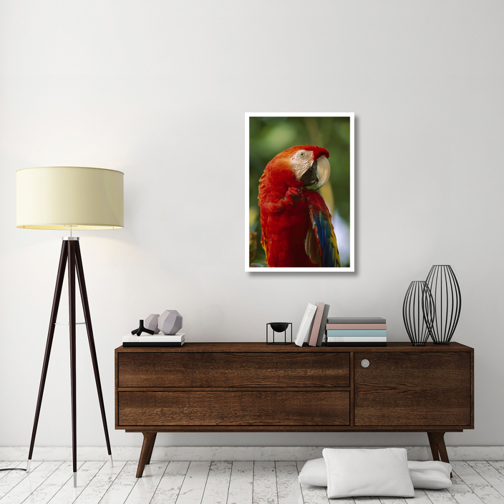 Scarlet Macaw, native to Central and South America-Paper Art-26&quotx38"