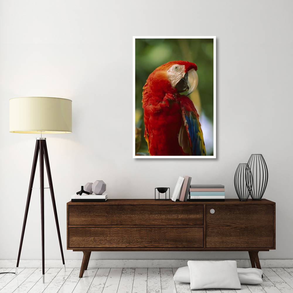 Scarlet Macaw, native to Central and South America-Paper Art-34&quotx50"