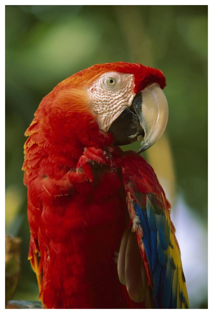 Scarlet Macaw, native to Central and South America-Paper Art-42"x62"