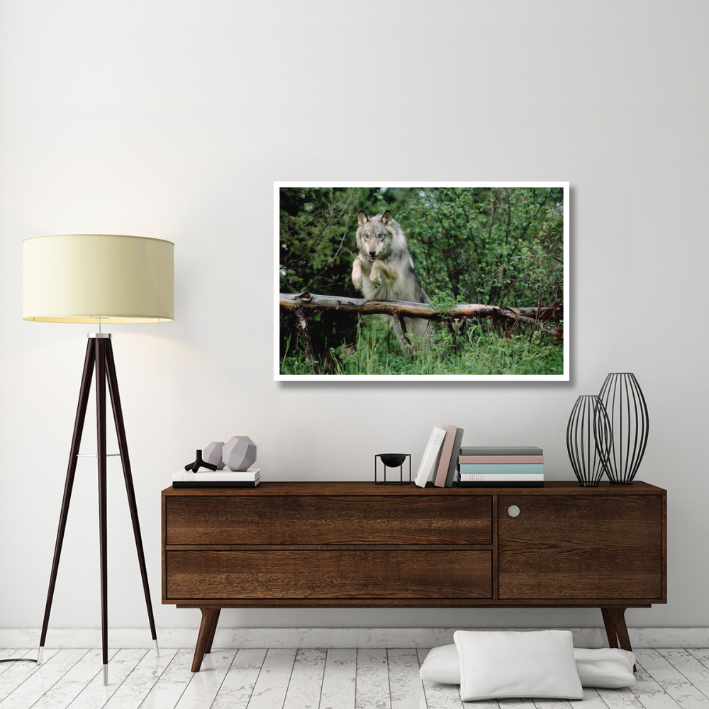 Timber Wolf leaping over fallen log, North America-Paper Art-50&quotx34"