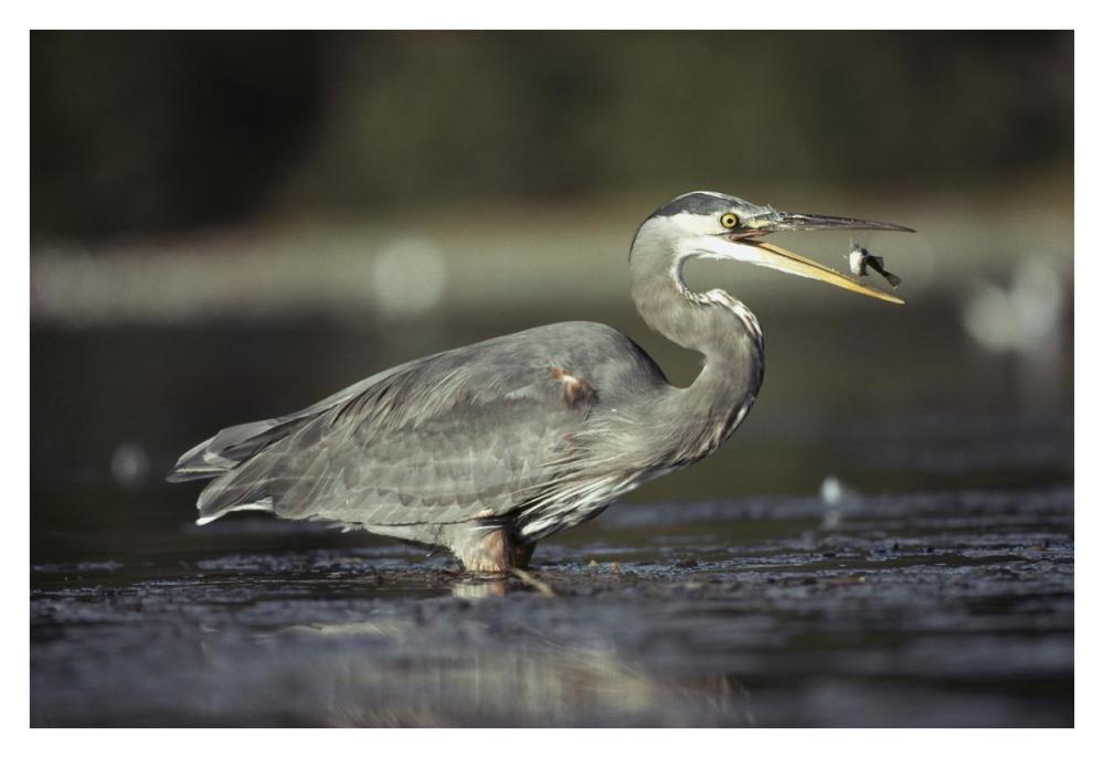 Great Blue Heron with captured fish, North America-Paper Art-38"x26"