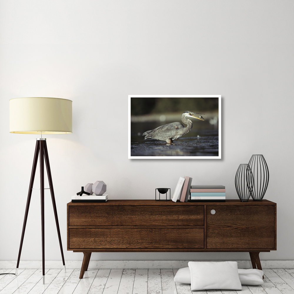 Great Blue Heron with captured fish, North America-Paper Art-38&quotx26"