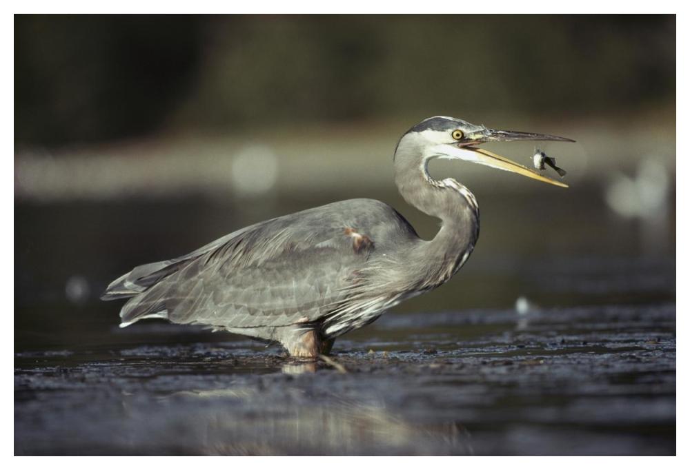 Great Blue Heron with captured fish, North America-Paper Art-50"x34"