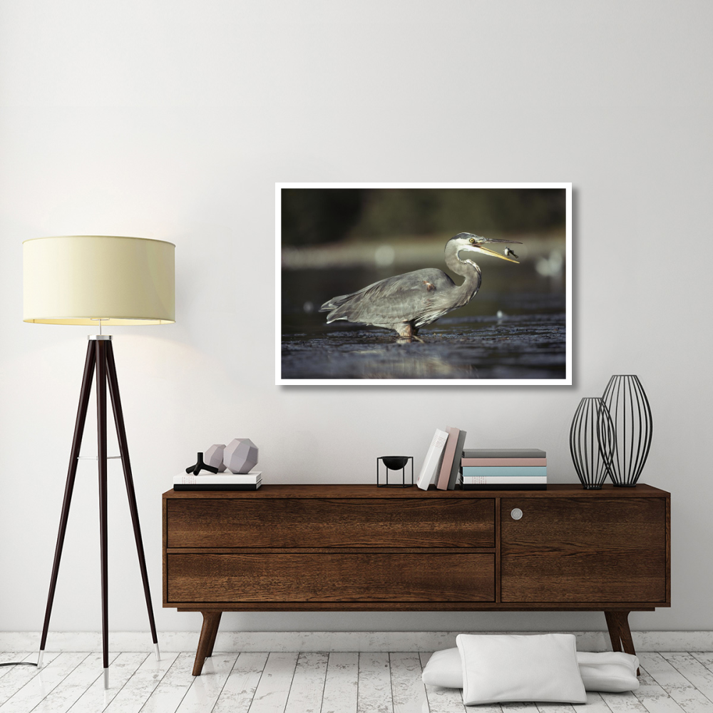 Great Blue Heron with captured fish, North America-Paper Art-50&quotx34"