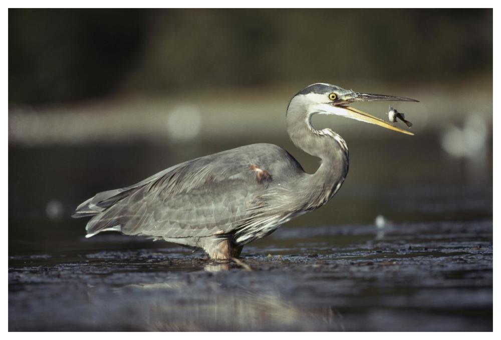 Great Blue Heron with captured fish, North America-Paper Art-62"x42"