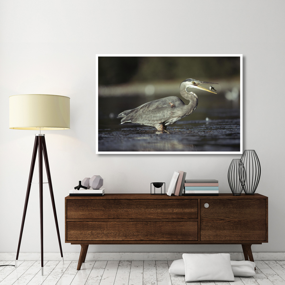 Great Blue Heron with captured fish, North America-Paper Art-62&quotx42"