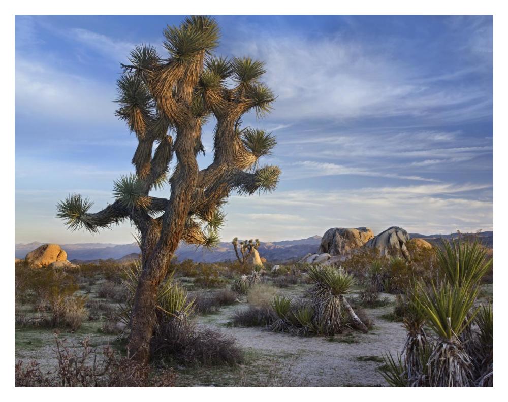 Joshua Tree, Joshua Tree National Park, California-Paper Art-18"x14"