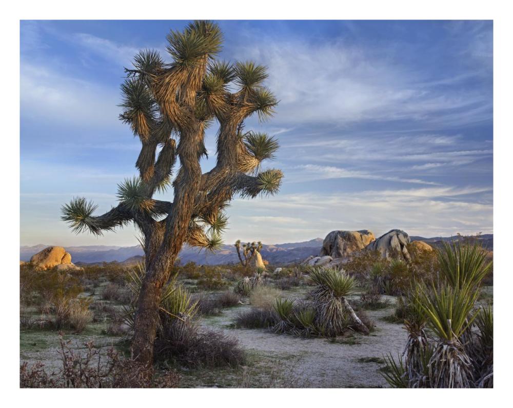 Joshua Tree, Joshua Tree National Park, California-Paper Art-26"x20"