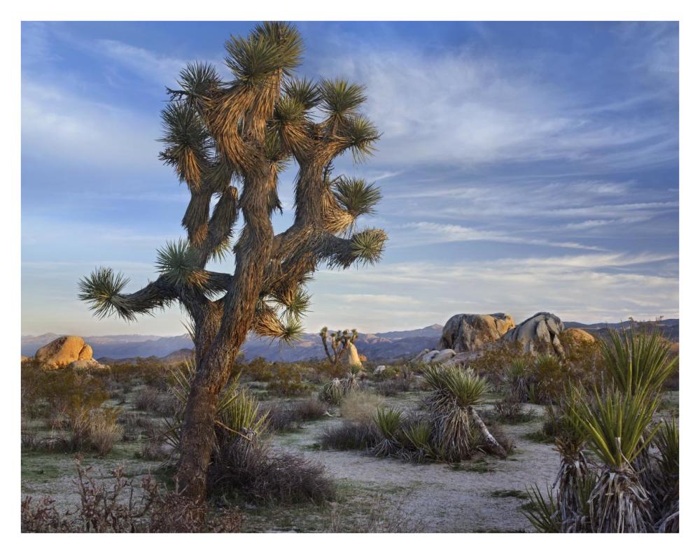 Joshua Tree, Joshua Tree National Park, California-Paper Art-34"x26"