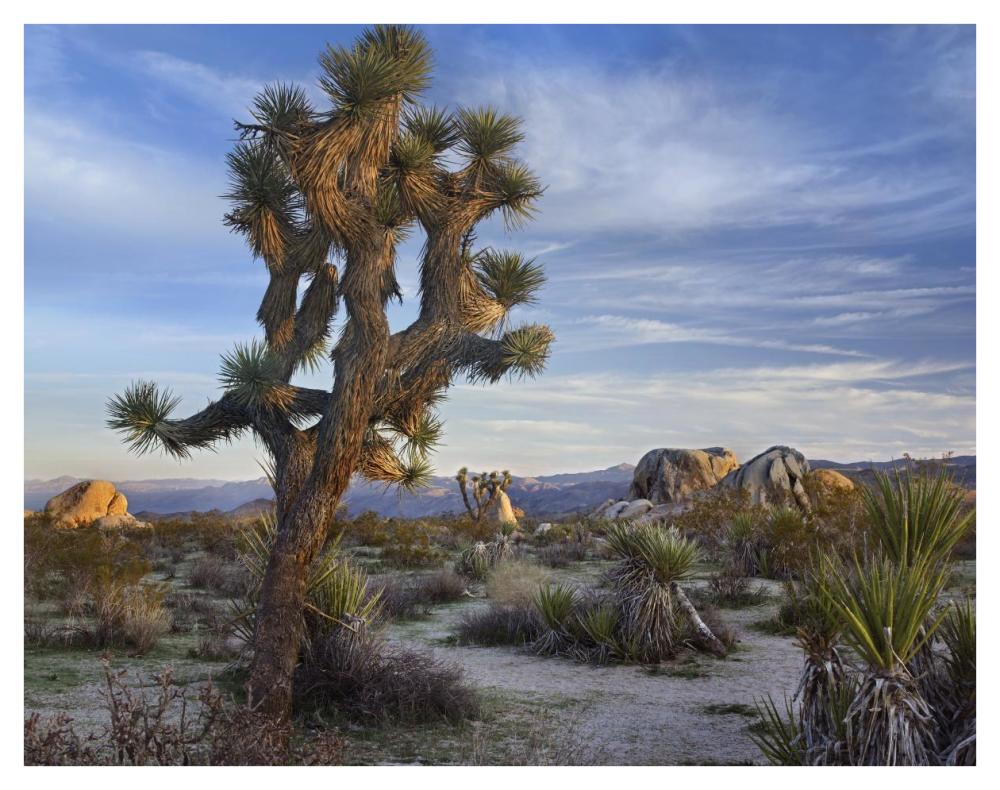 Joshua Tree, Joshua Tree National Park, California-Paper Art-42"x32"