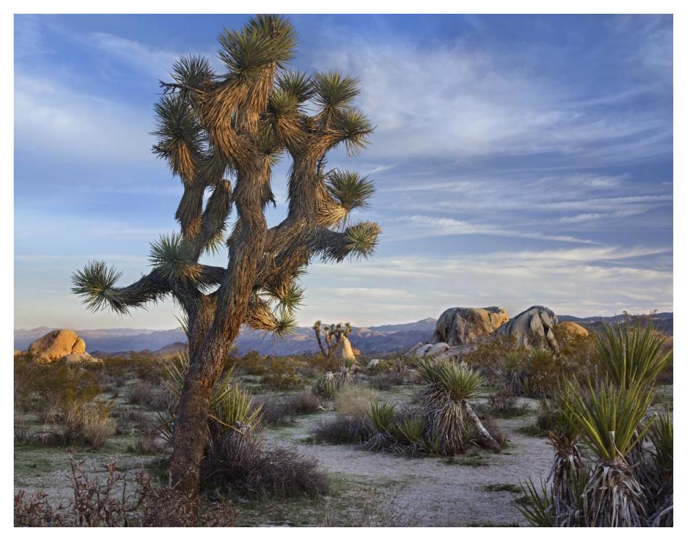 Joshua Tree, Joshua Tree National Park, California-Paper Art-50"x38"