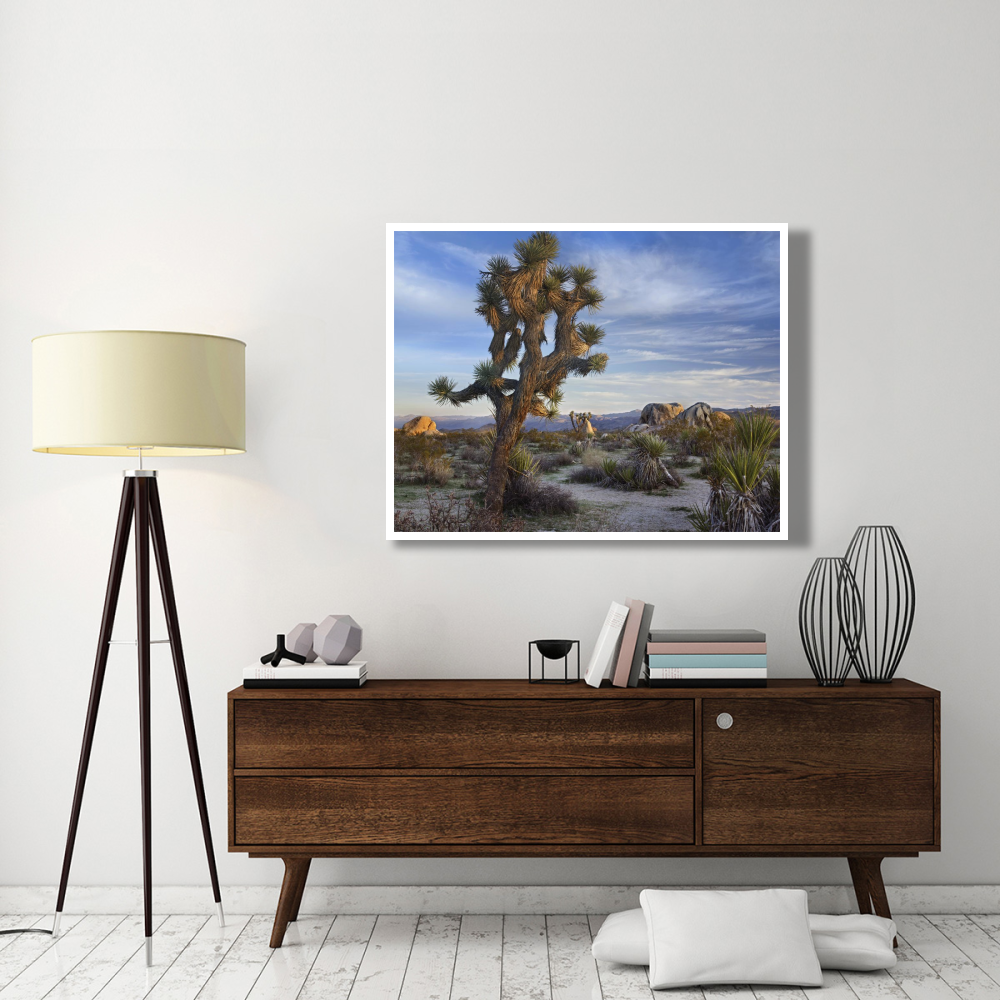 Joshua Tree, Joshua Tree National Park, California-Paper Art-50&quotx38"