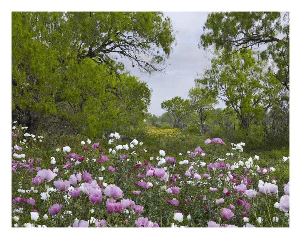 Long Pricklyhead Poppy field near Christine, Texas-Paper Art-26"x20"