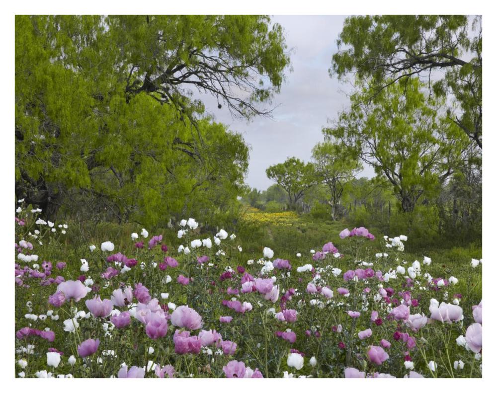 Long Pricklyhead Poppy field near Christine, Texas-Paper Art-34"x26"