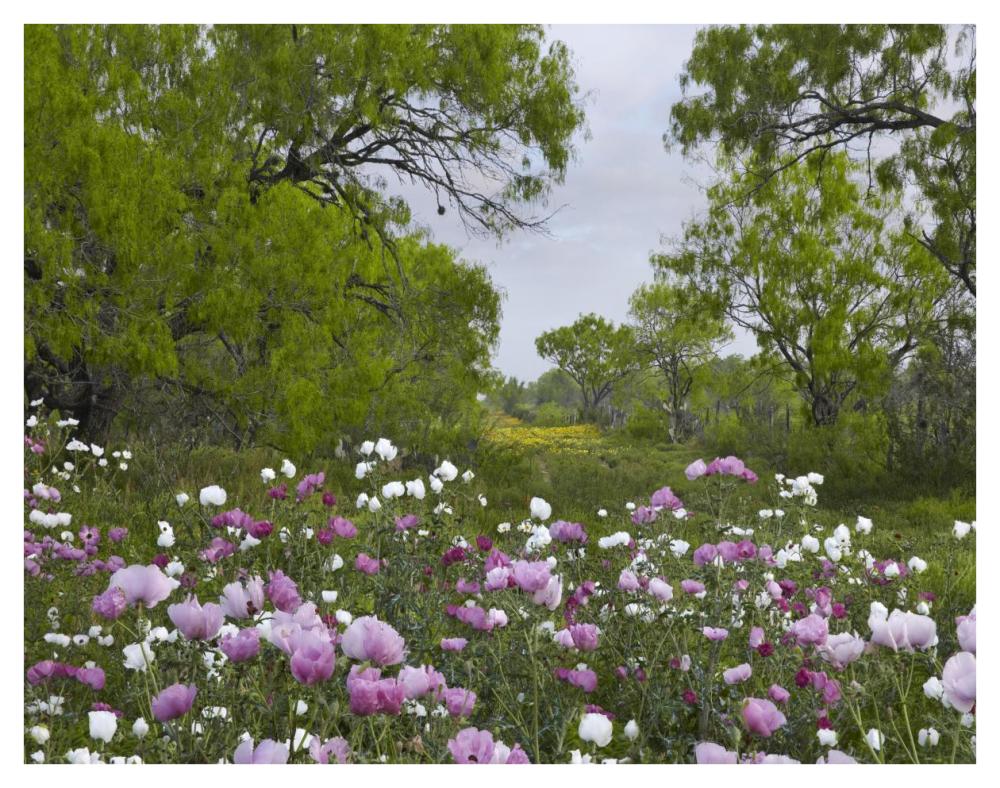 Long Pricklyhead Poppy field near Christine, Texas-Paper Art-42"x32"
