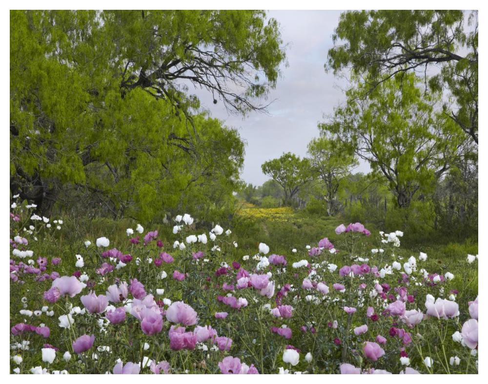 Long Pricklyhead Poppy field near Christine, Texas-Paper Art-50"x38"
