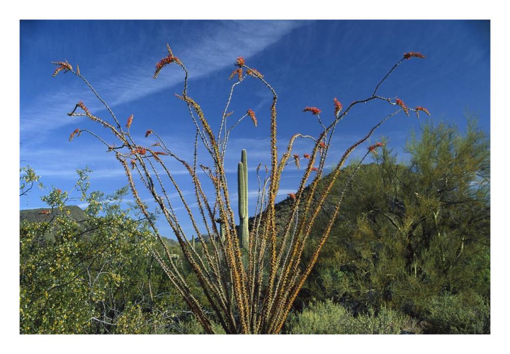 Ocotillo Saguaro Greasewood and Palo Verde Arizona-Paper Art-26"x18"