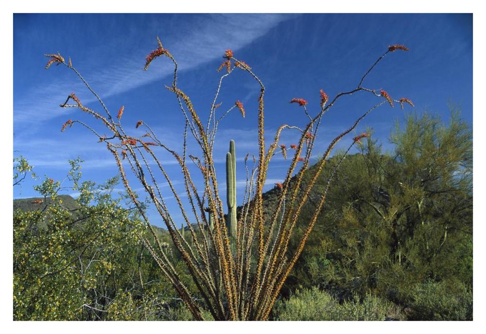 Ocotillo Saguaro Greasewood and Palo Verde Arizona-Paper Art-38"x26"