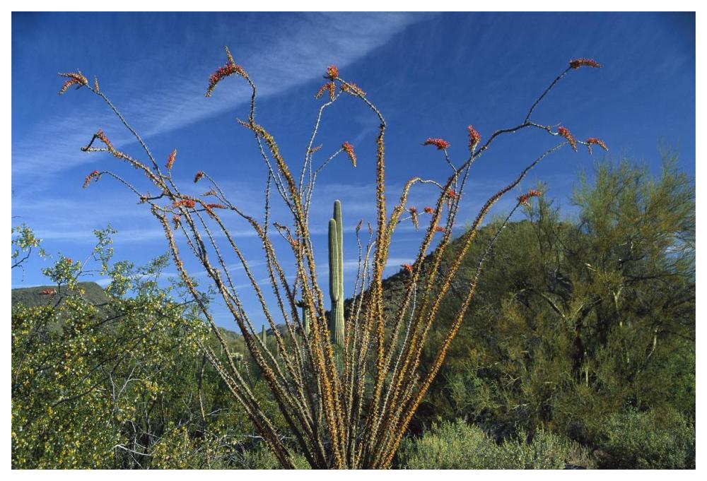 Ocotillo Saguaro Greasewood and Palo Verde Arizona-Paper Art-62"x42"