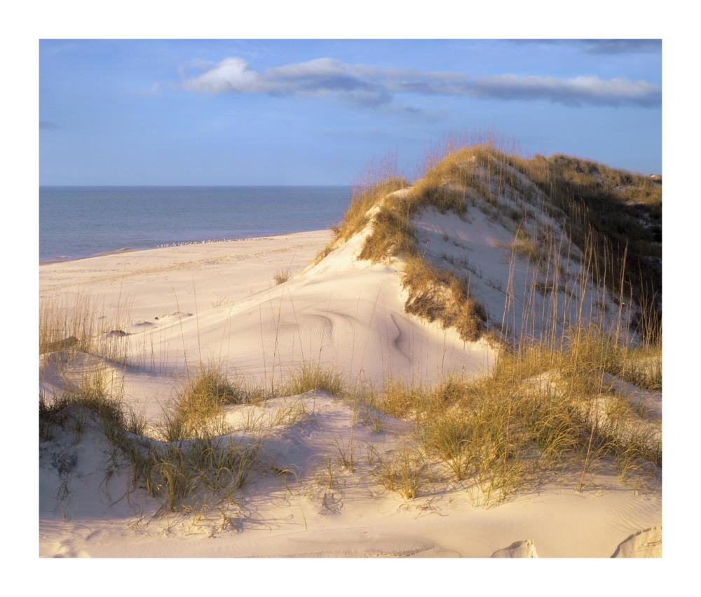Coastal sand dunes, Saint Joseph Peninsula, Florida-Paper Art-18"x15.28"