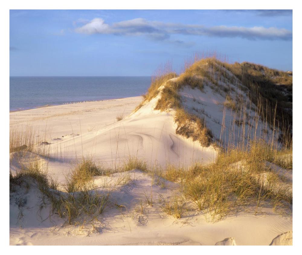 Coastal sand dunes, Saint Joseph Peninsula, Florida-Paper Art-32"x26.9"