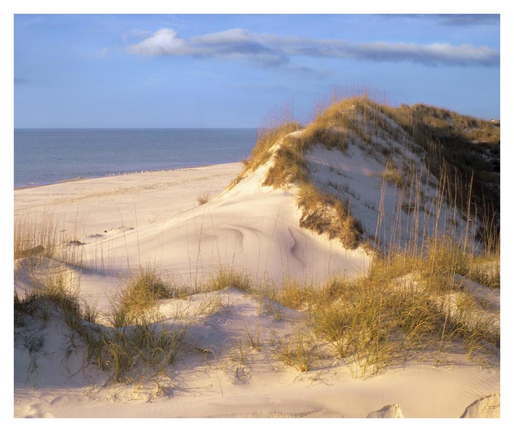 Coastal sand dunes, Saint Joseph Peninsula, Florida-Paper Art-38"x31.88"