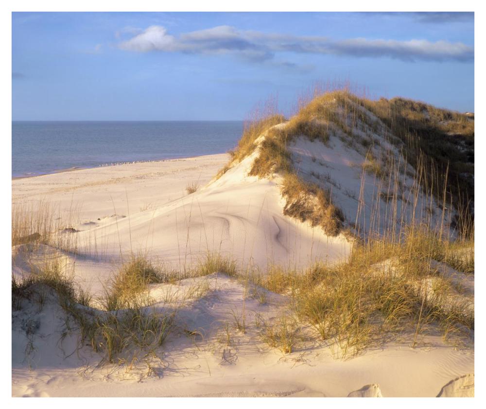 Coastal sand dunes, Saint Joseph Peninsula, Florida-Paper Art-42"x35.2"