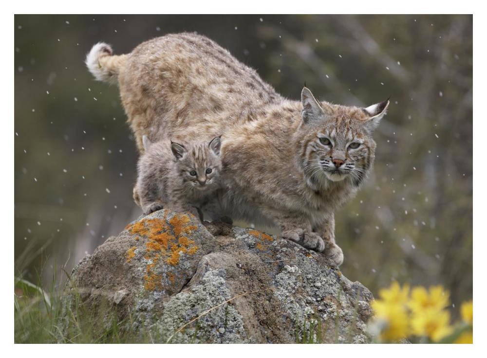 Bobcat mother and kitten in snowfall, North America-Paper Art-18"x14"