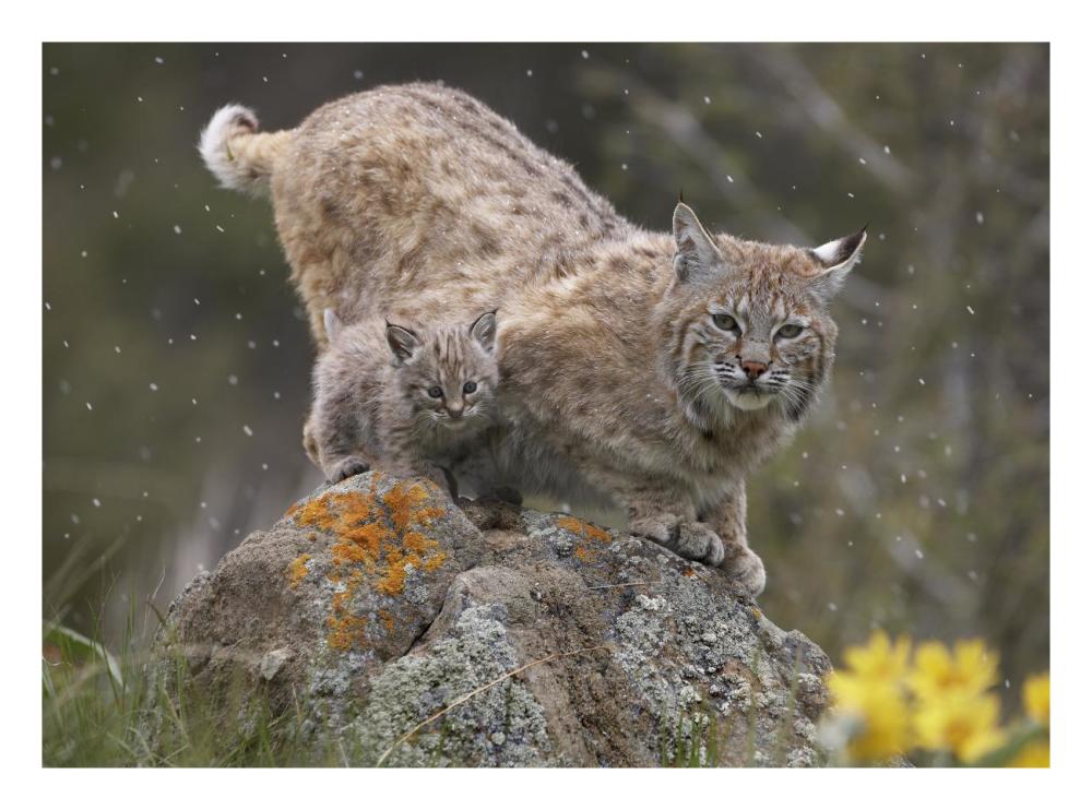 Bobcat mother and kitten in snowfall, North America-Paper Art-26"x20"