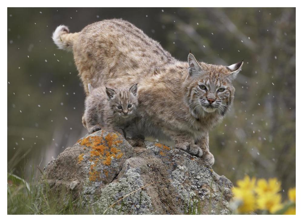 Bobcat mother and kitten in snowfall, North America-Paper Art-42"x32"