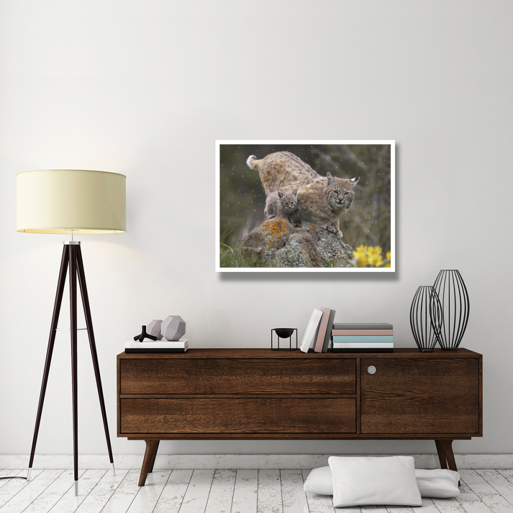 Bobcat mother and kitten in snowfall, North America-Paper Art-42&quotx32"
