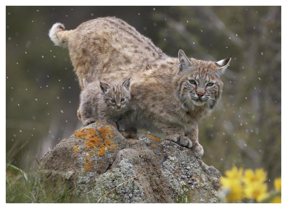 Bobcat mother and kitten in snowfall, North America-Paper Art-50"x38"