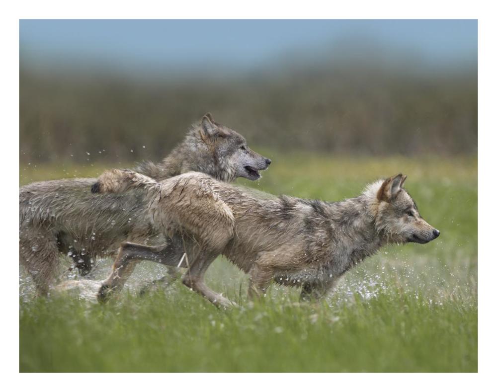 Gray Wolf pair running through water, North America-Paper Art-26"x20"
