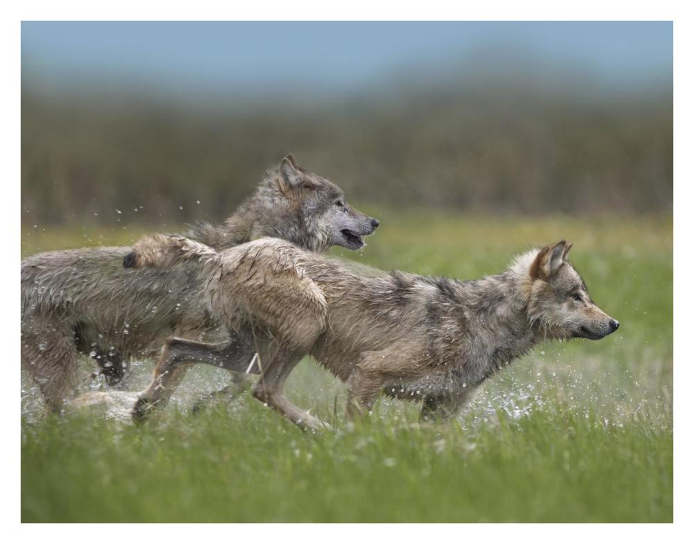 Gray Wolf pair running through water, North America-Paper Art-34"x26"
