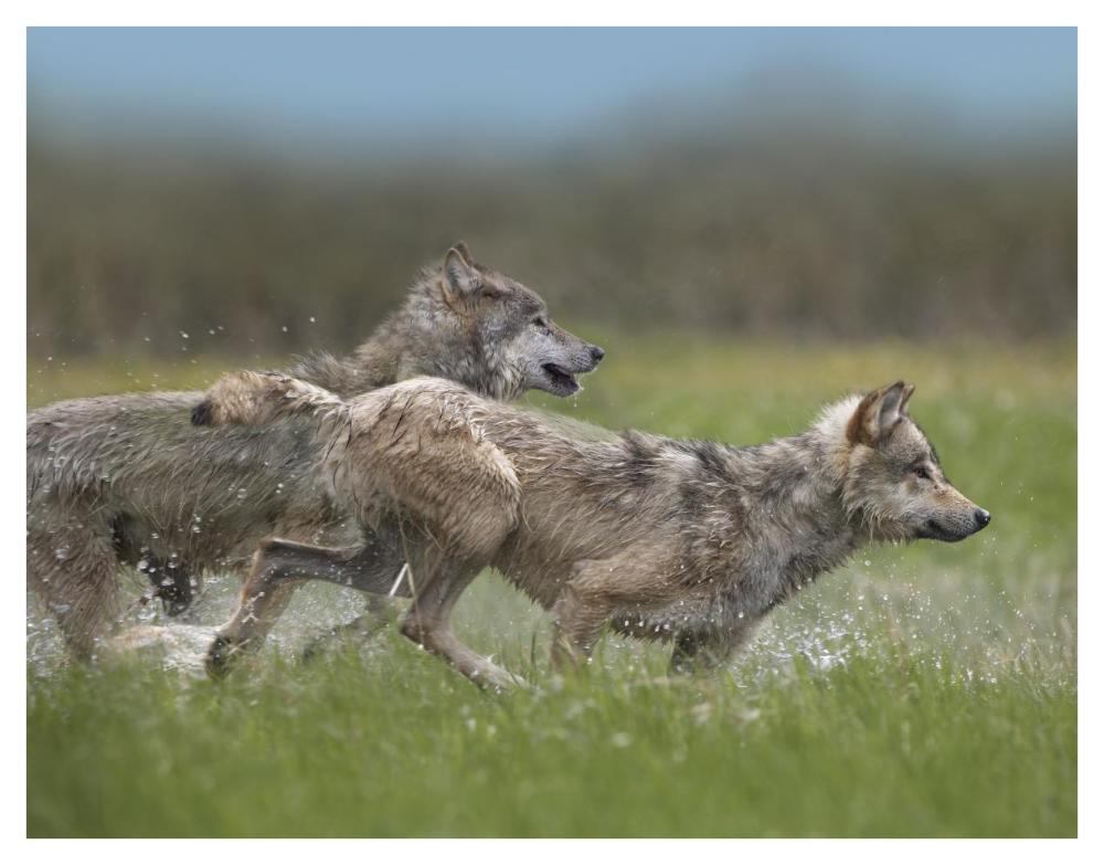 Gray Wolf pair running through water, North America-Paper Art-42"x32"