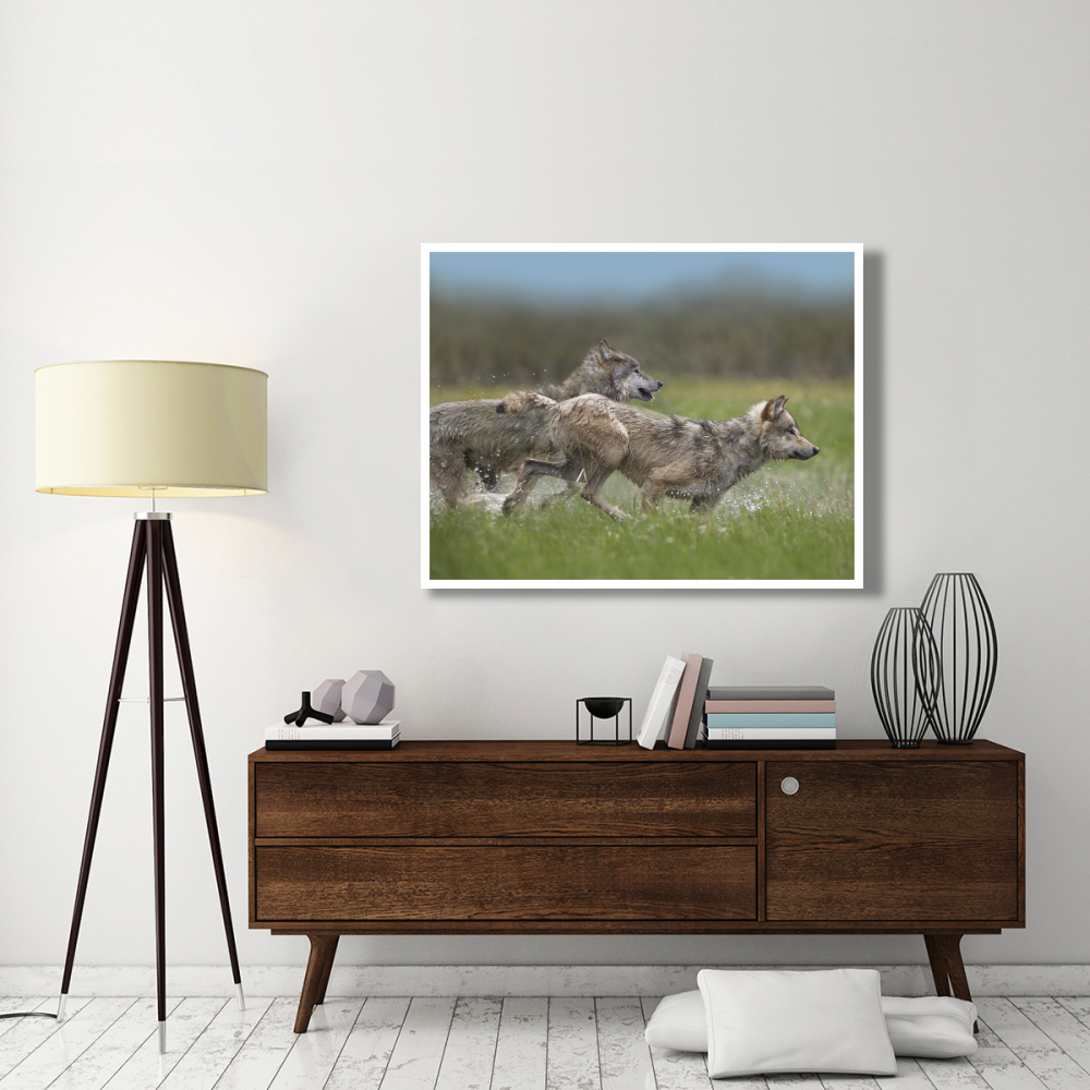 Gray Wolf pair running through water, North America-Paper Art-50&quotx38"