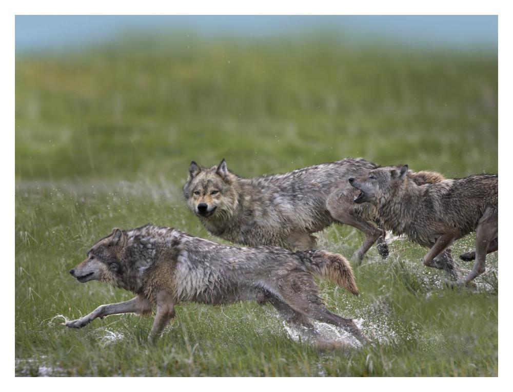 Gray Wolf trio running through water, North America-Paper Art-18"x14"