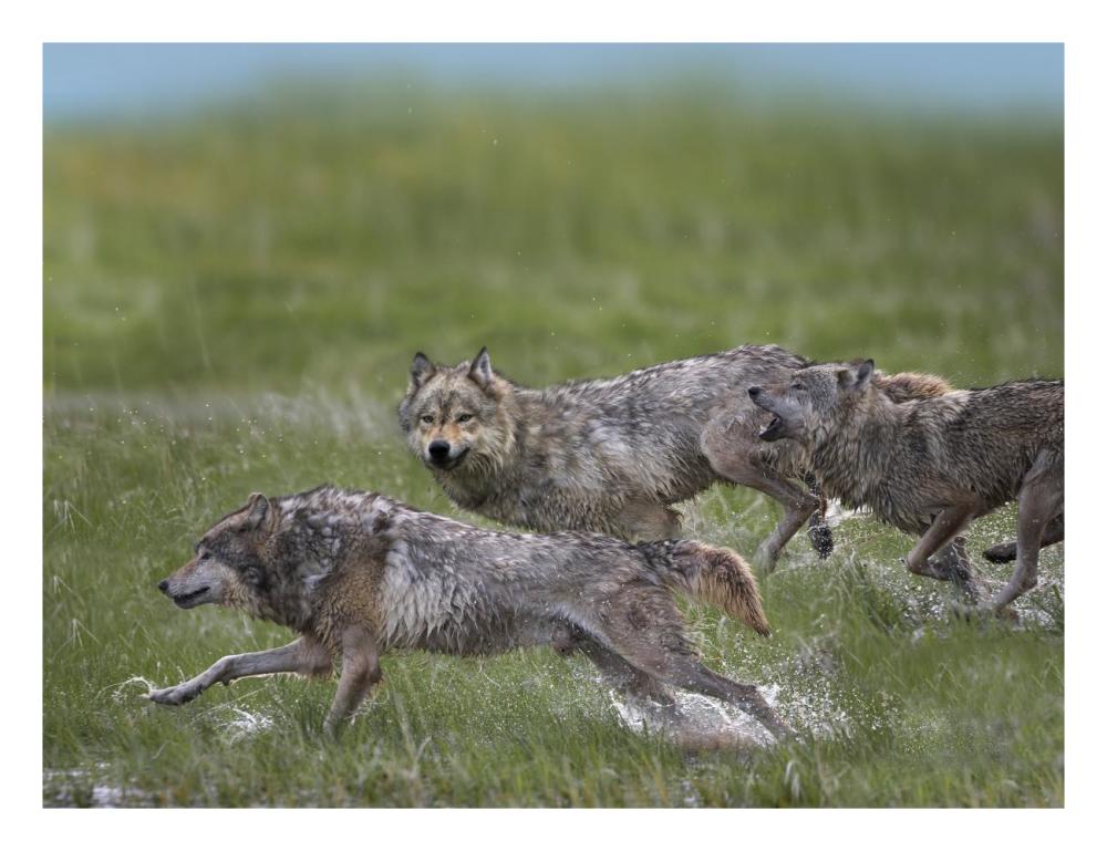 Gray Wolf trio running through water, North America-Paper Art-26"x20"